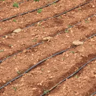 Drip Irrigation Tapes Recycling_ Reducing Plastic Waste in Agriculture